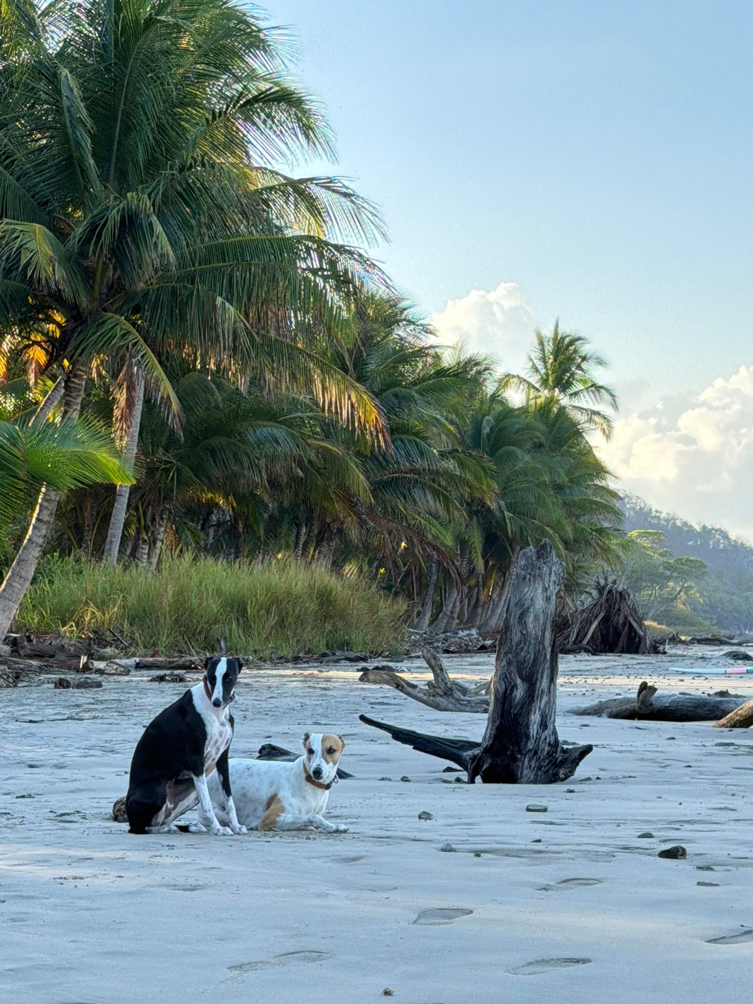Cabuya